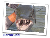 barracuda fish carriage